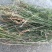 百蕊草