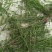 百蕊草