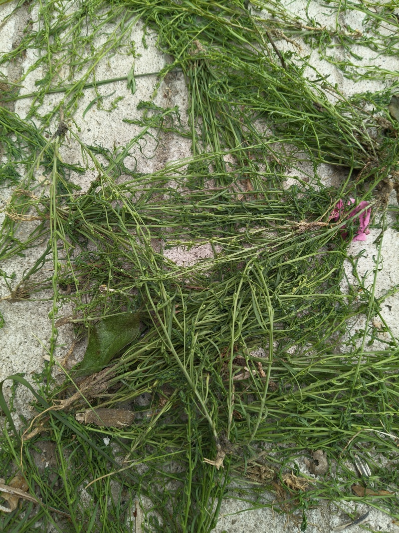 百蕊草