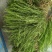 百蕊草