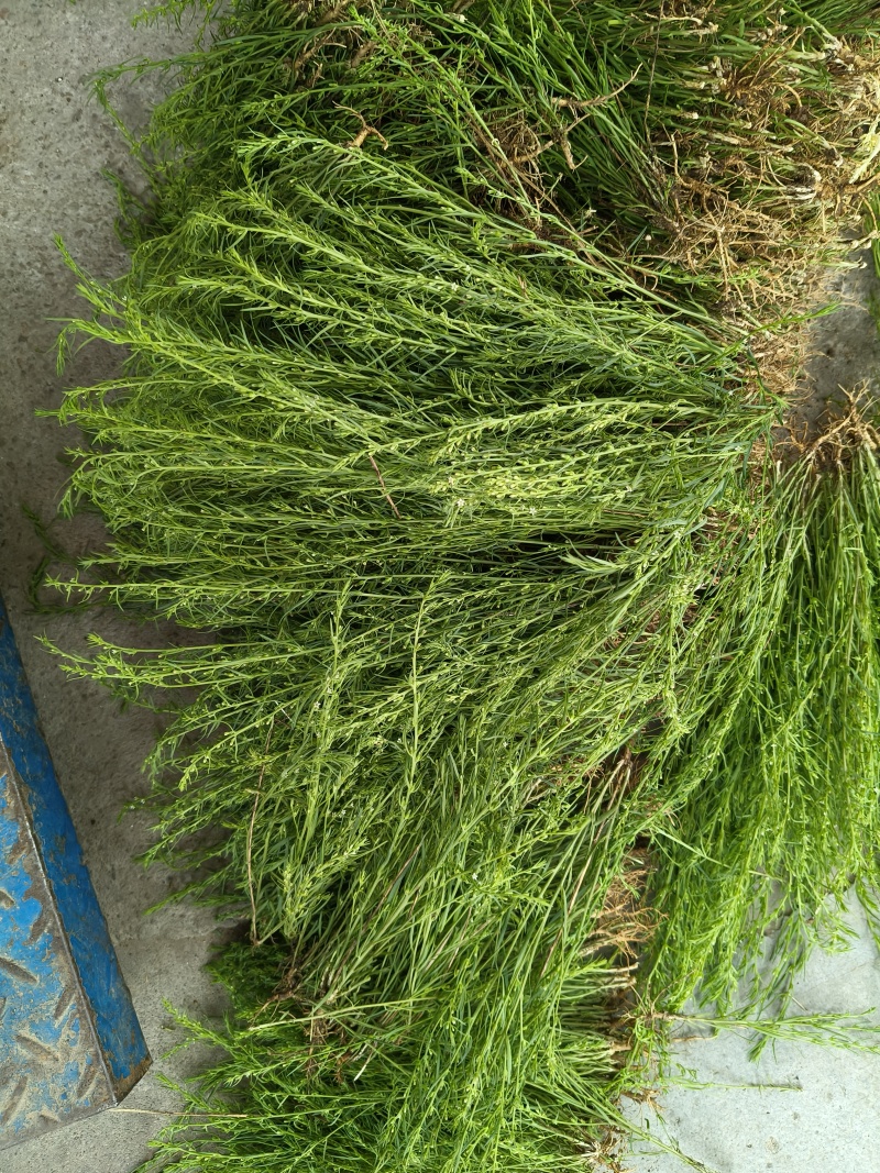 百蕊草