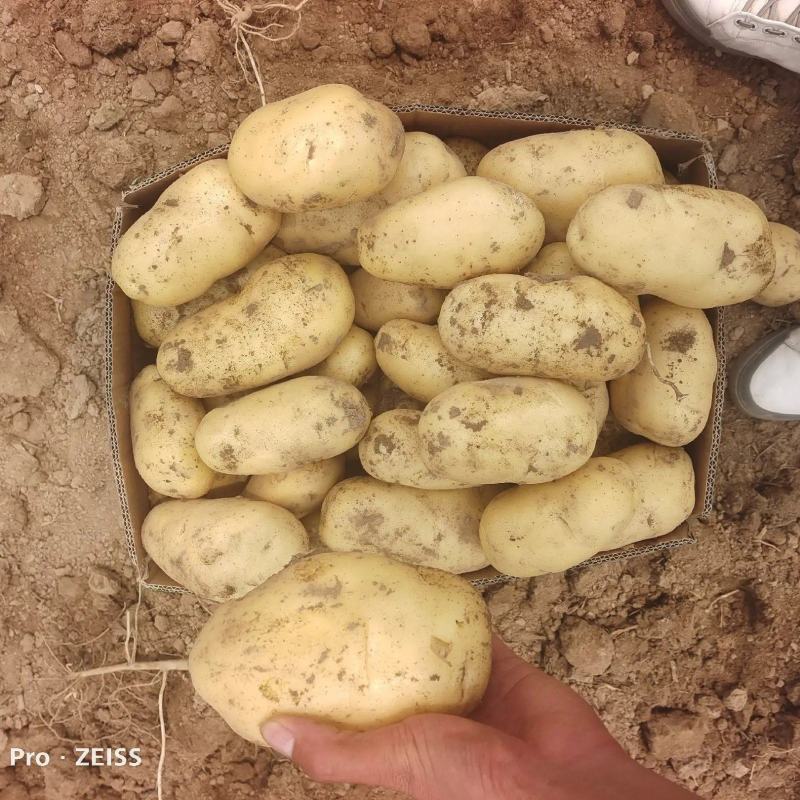 【荷兰十五土豆】精品土豆，基地大规模种植，对接电商直播批发