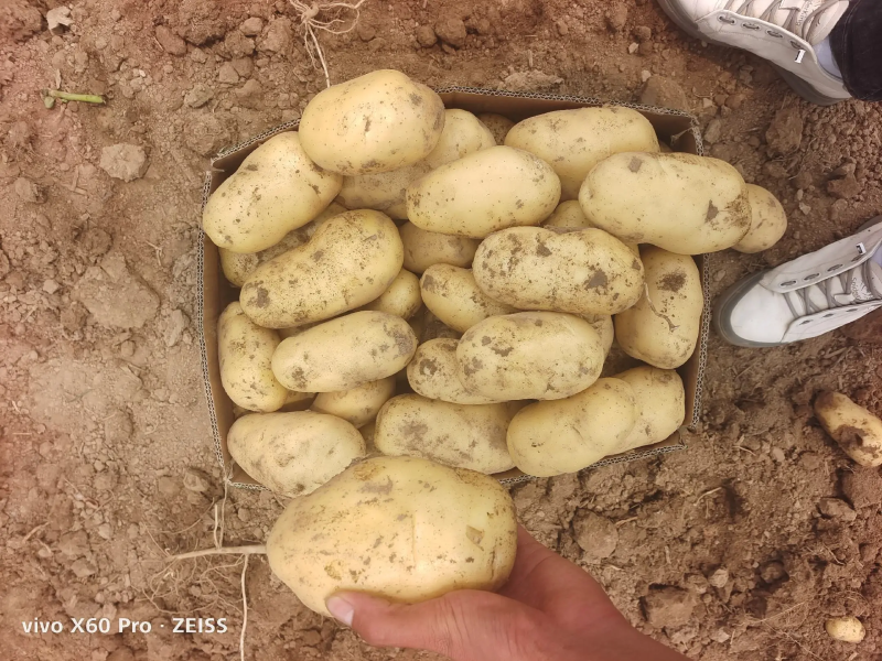 【荷兰十五土豆】精品土豆，基地大规模种植，对接电商直播批发