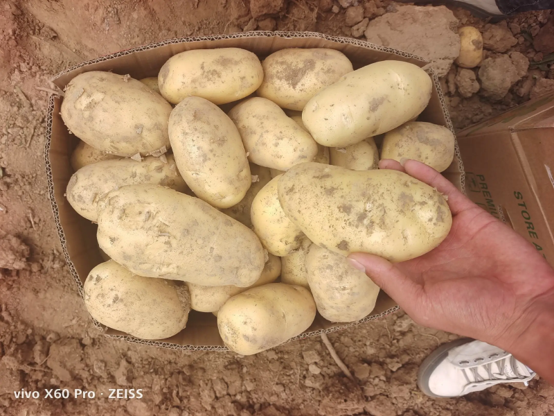 【荷兰十五土豆】精品土豆，基地大规模种植，对接电商直播批发