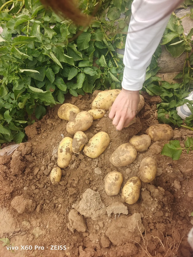 【荷兰十五土豆】精品土豆，基地大规模种植，对接电商直播批发