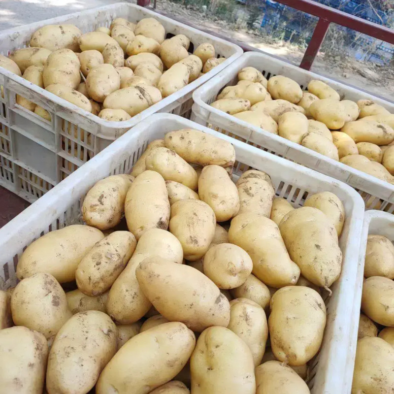 【荷兰十五土豆】精品土豆，基地大规模种植，对接电商直播批发