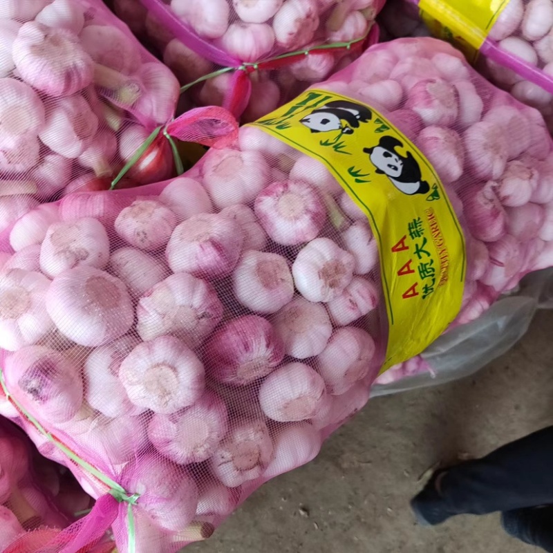 河南淮阳扒皮鲜大蒜大量上市发市场保质保量欢迎