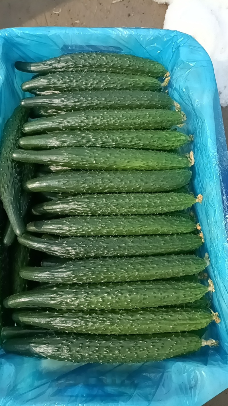 自家种植黄瓜，需要的老板联系