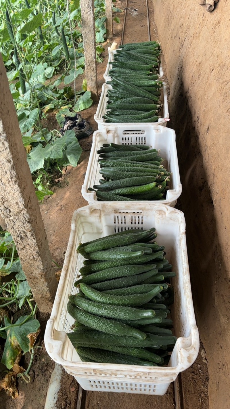 自家种植黄瓜，需要的老板联系