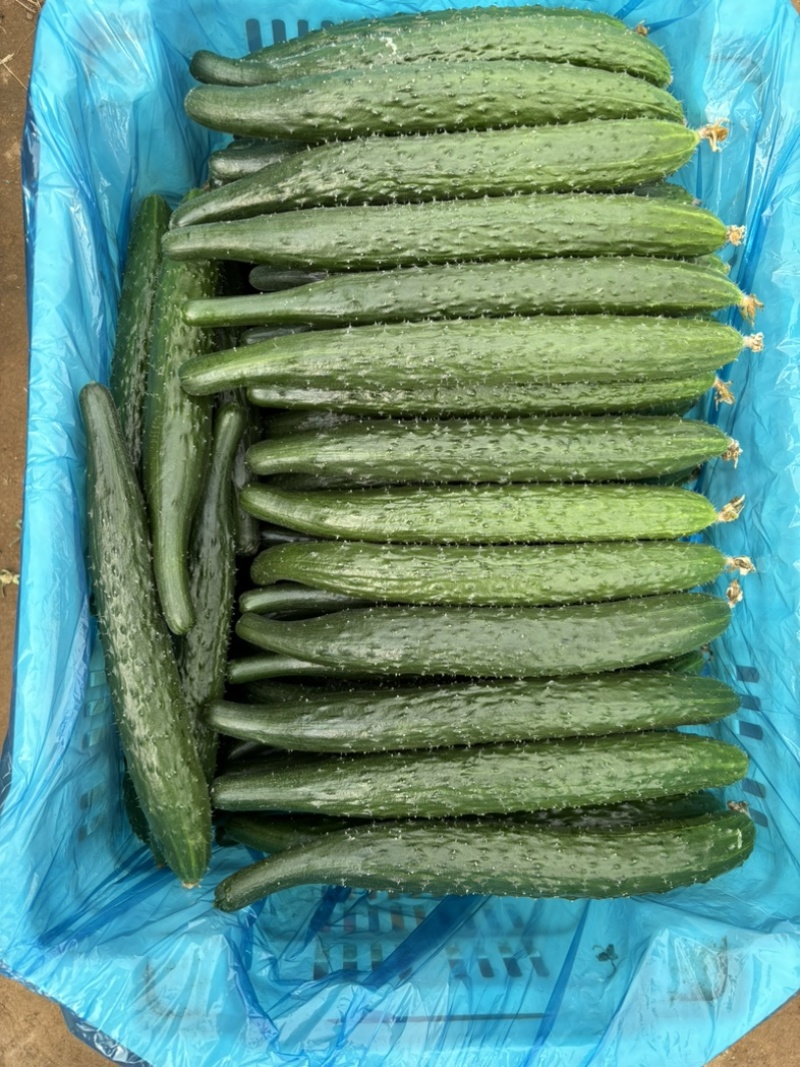 自家种植黄瓜，需要的老板联系