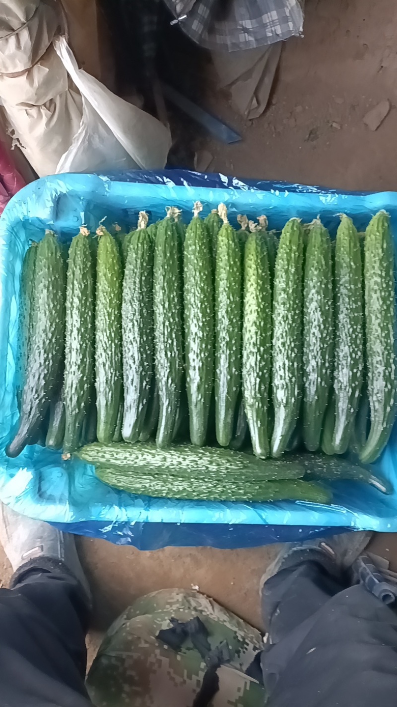 自家种植黄瓜，需要的老板联系