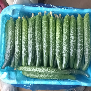 自家种植黄瓜，需要的老板联系