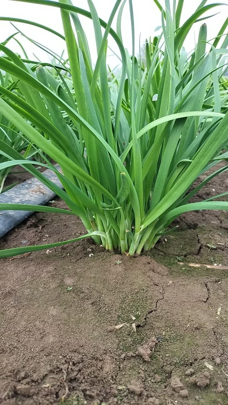 韭菜