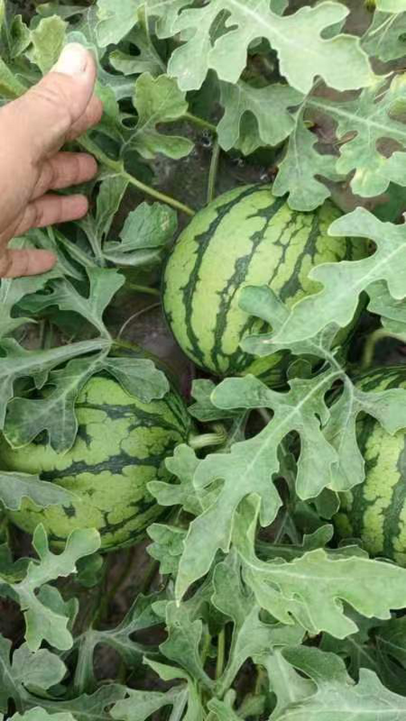 精品特小凤西瓜量大从优支持团购电商大型商超