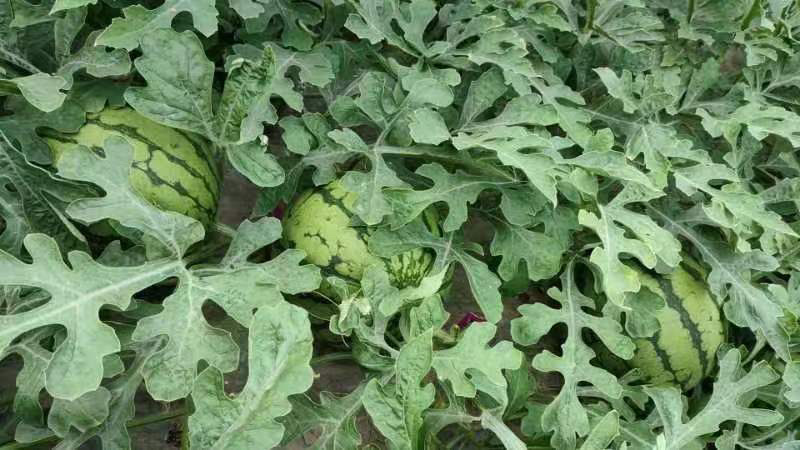 精品特小凤西瓜量大从优支持团购电商大型商超
