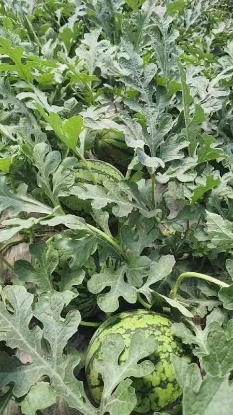 精品特小凤西瓜量大从优支持团购电商大型商超