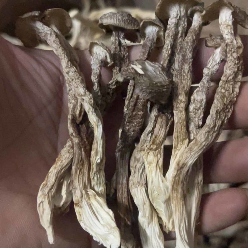 精品鹿茸菇