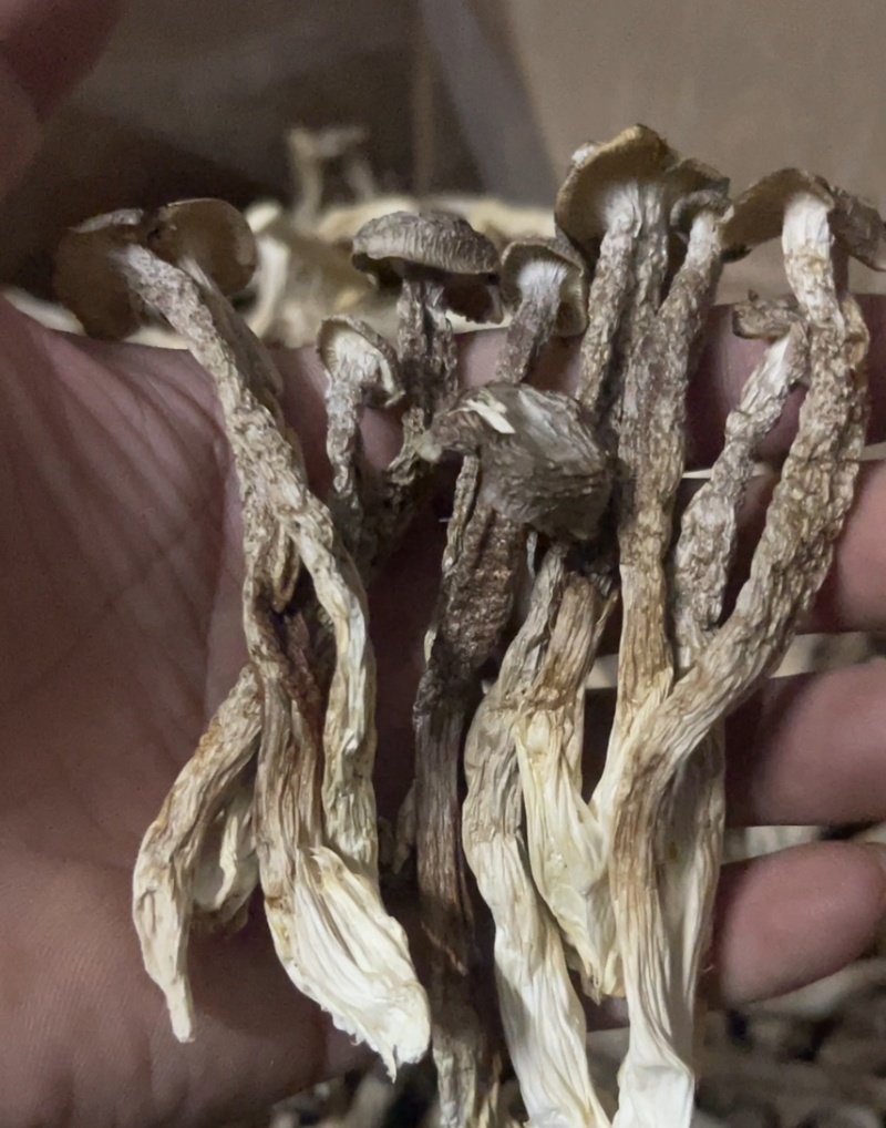 精品鹿茸菇