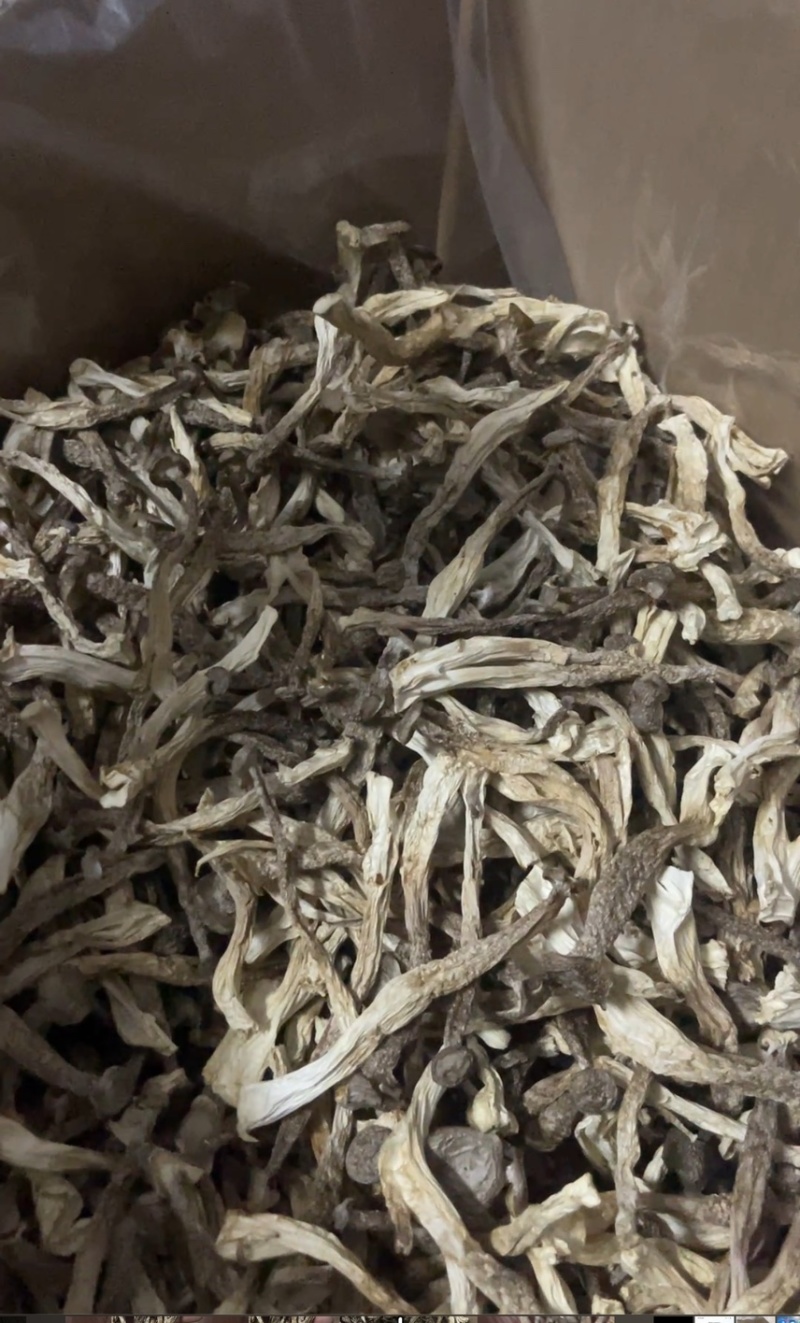 精品鹿茸菇