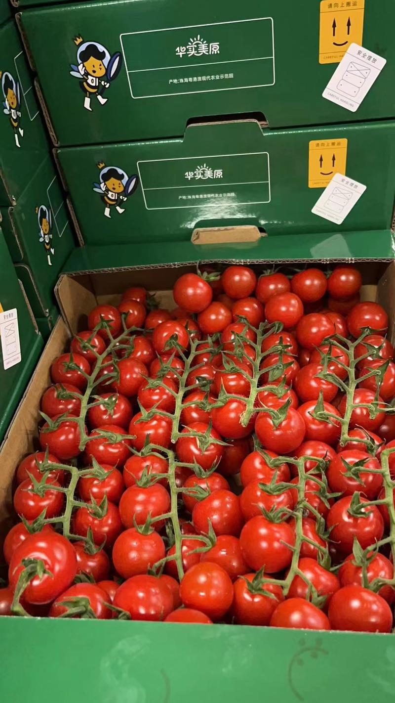 串串西红柿精品货产地直供一手货源量大从优