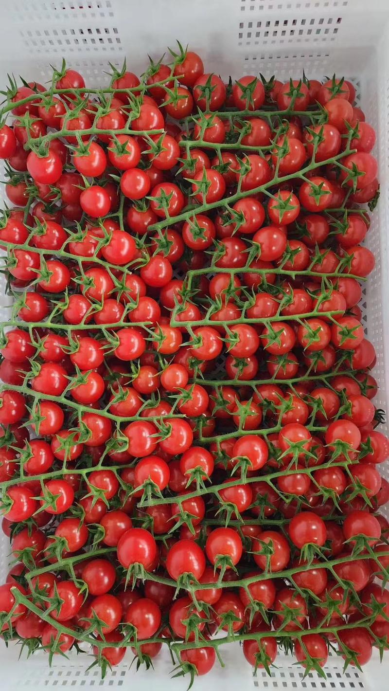 串串西红柿精品货产地直供一手货源量大从优