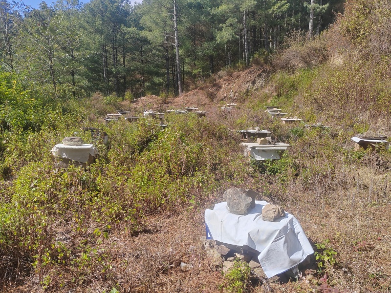 家养土蜂蜜，冬蜜和春蜜