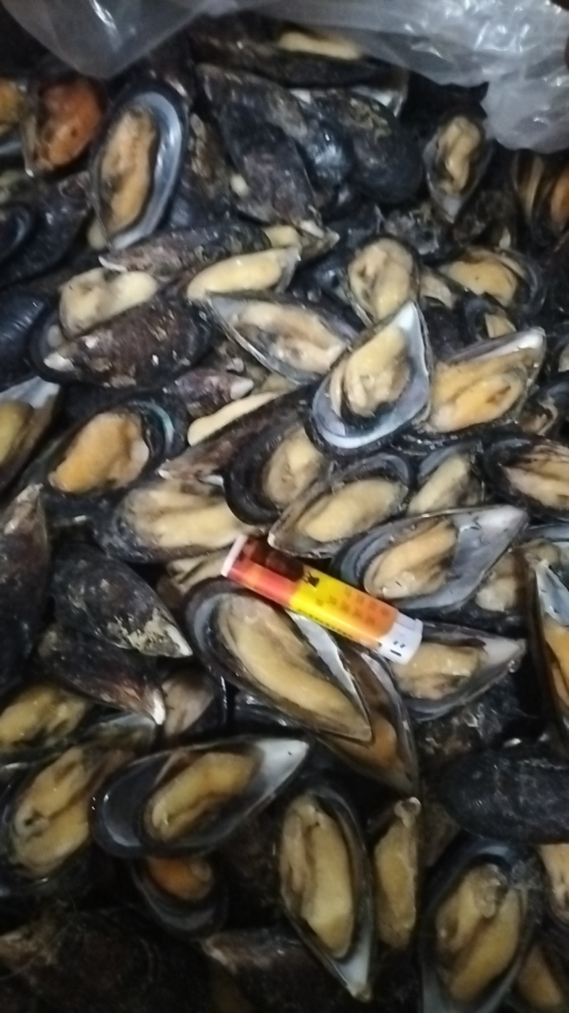 半壳青口贝