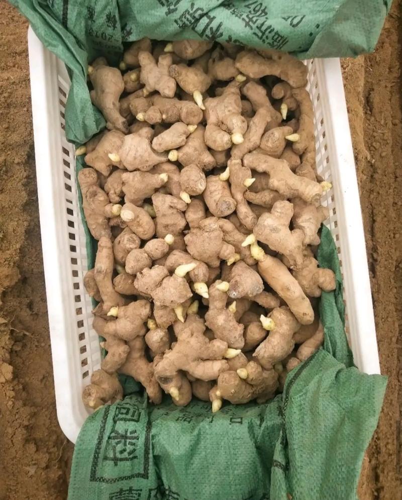 山东姜种，胖孩姜种，856姜种，山农一号，脱毒无菌培养