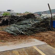 广州白云大量竹子出售