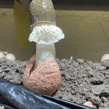 新鲜红托竹荪