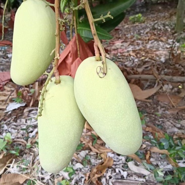 金煌芒