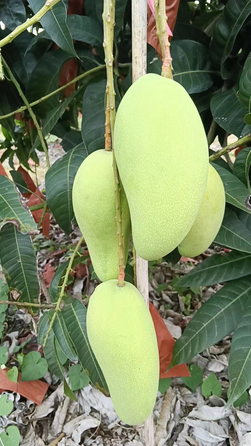 金煌芒