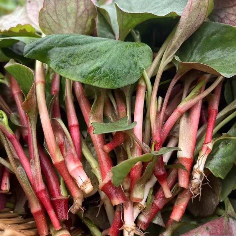 四川折耳根猪屁股鱼腥草农业种植基地直发野菜