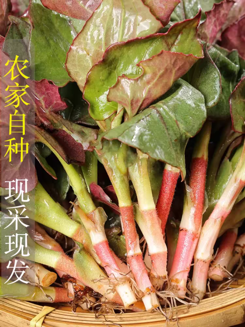 四川折耳根猪屁股鱼腥草农业种植基地直发野菜