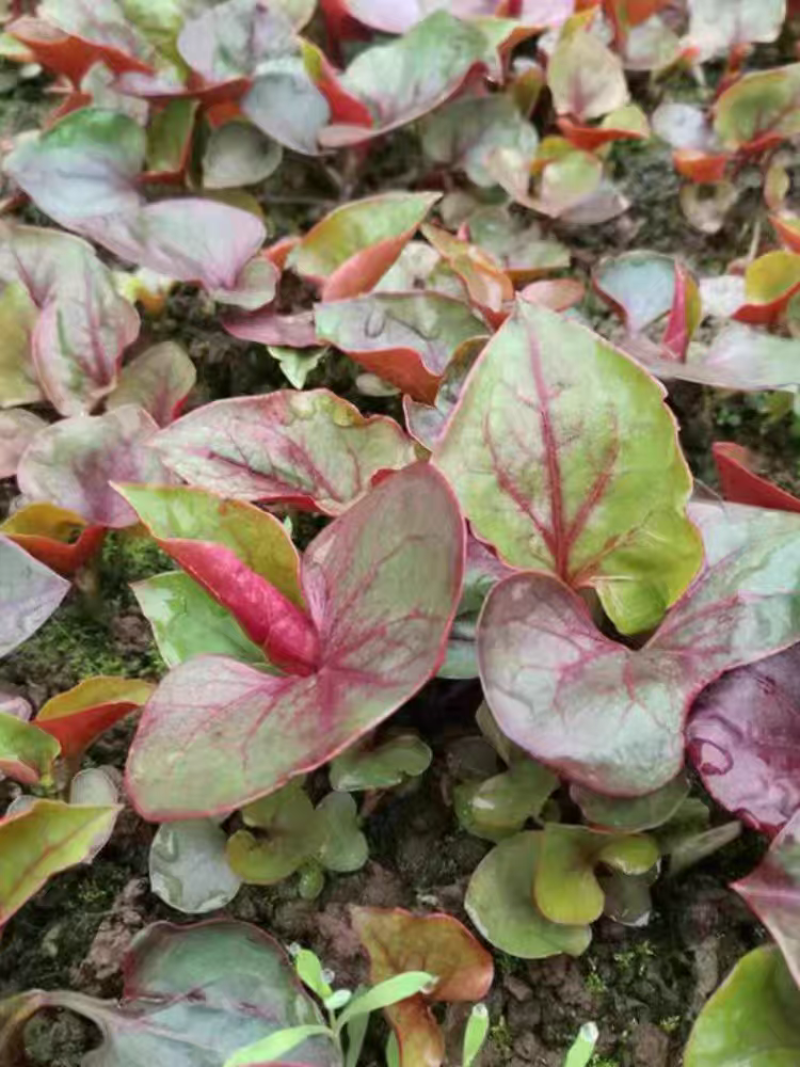 四川折耳根猪屁股鱼腥草农业种植基地直发野菜