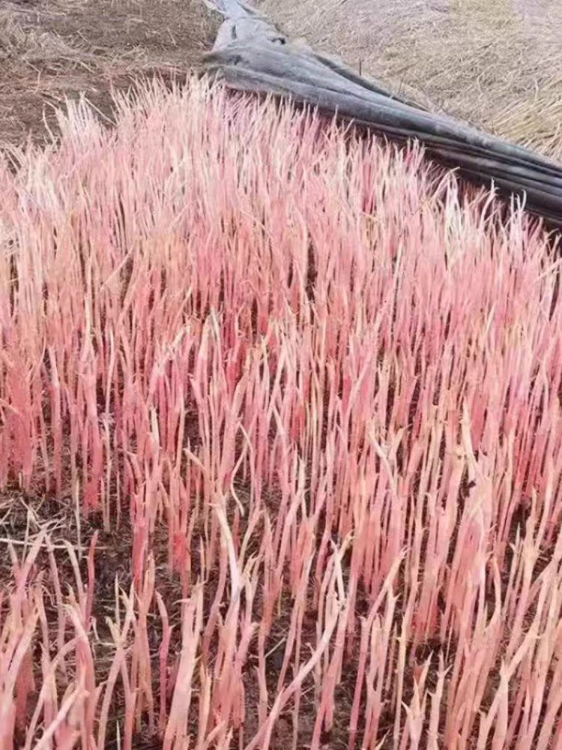 四川折耳根猪屁股鱼腥草农业种植基地直发野菜