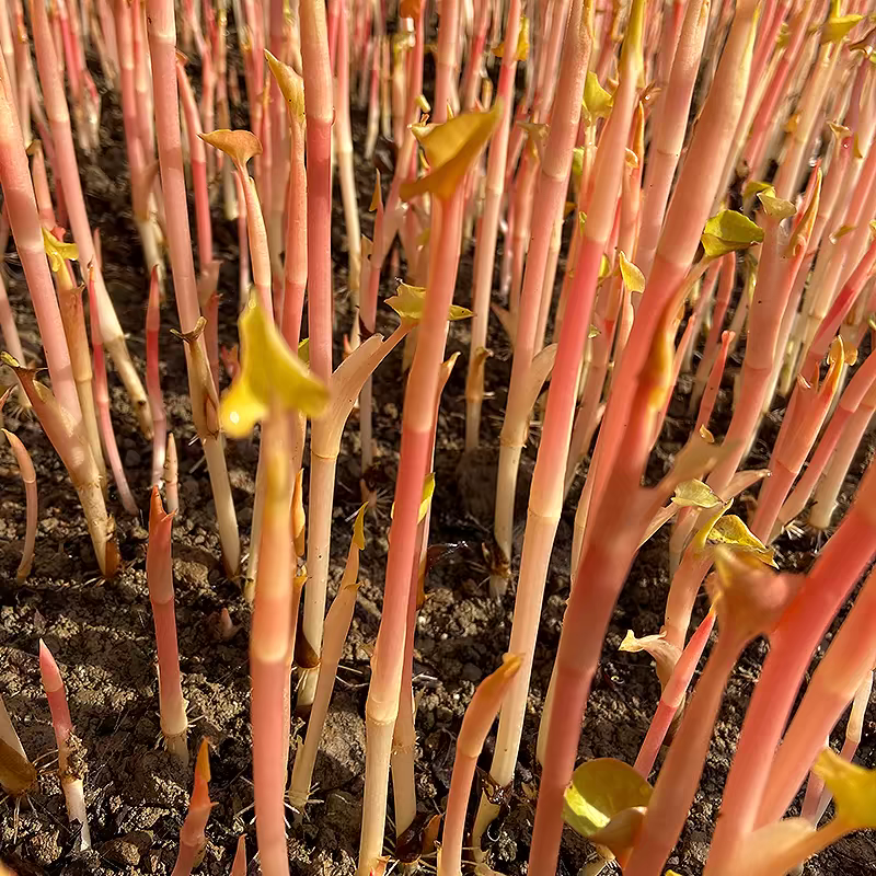 四川折耳根猪屁股鱼腥草农业种植基地直发野菜