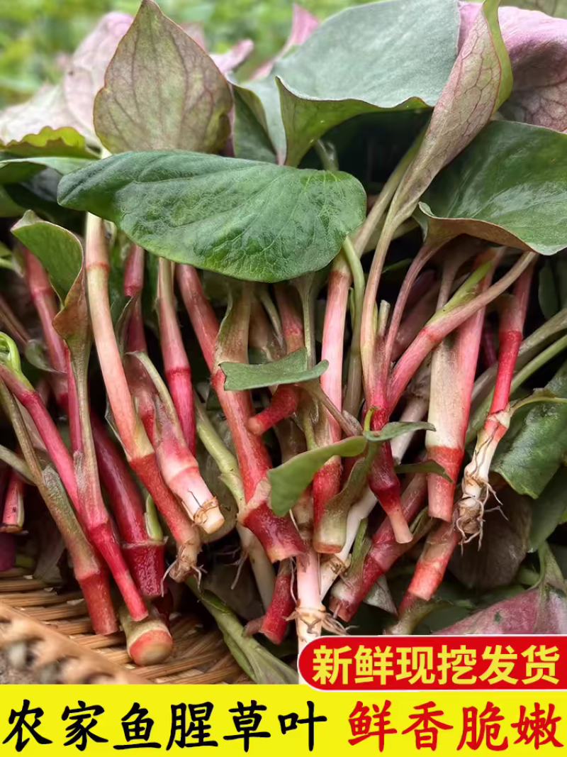 四川折耳根猪屁股鱼腥草农业种植基地直发野菜