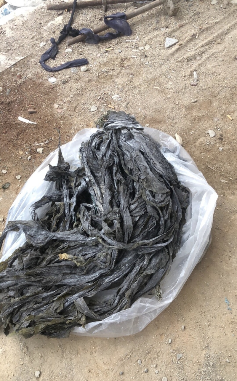 新海带无沙挂菜，自家养殖，支持零售批发