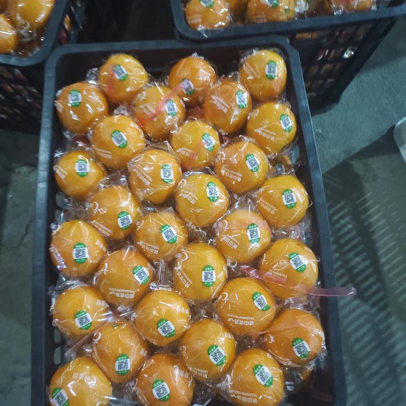 【帝王橙】湖北精品橙子春橙伦晚中华红橙血橙大量挂树鲜果