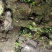 四川马陆虫湿货干货都有