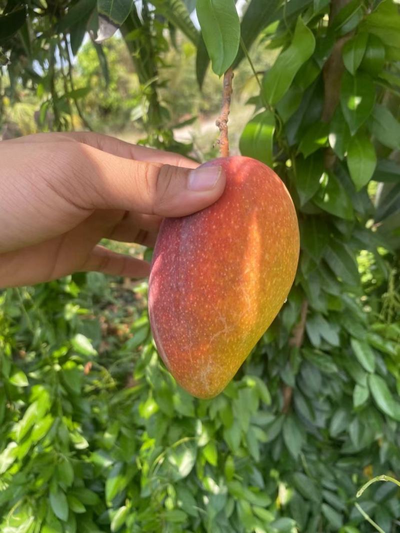 海南三亚贵妃芒高山老树全国包邮一件代发老树贵妃芒8分老果