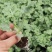 美都自根苗。嫁接西瓜苗货源充足，量大从优，欢迎进店咨询。