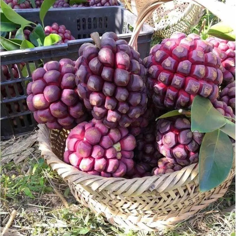 黑老虎(布福娜)当季新鲜厂地直发价格低质量保证