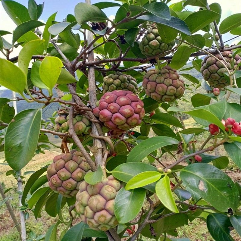 黑老虎(布福娜)当季新鲜厂地直发价格低质量保证