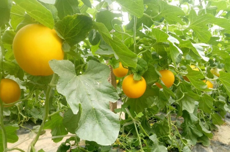 【推荐】久红瑞甜瓜一手货源供应市场商超电商