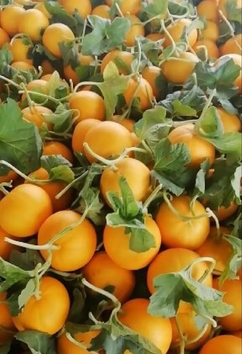 【推荐】久红瑞甜瓜一手货源供应市场商超电商