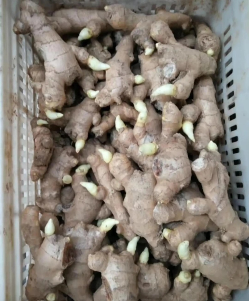 姜种856姜种山农一号姜种优选姜种，提供技术全国发