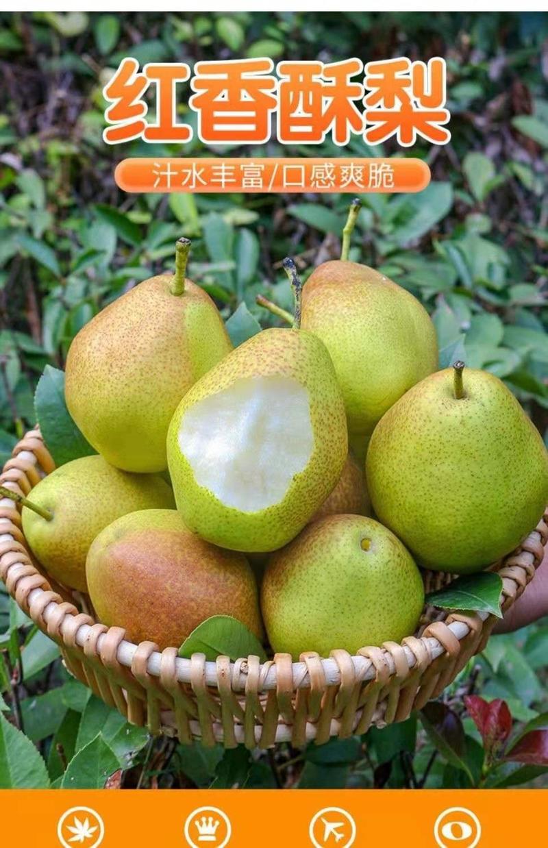 陕西省大荔县红香酥梨大量上市，可供应市场电商商超