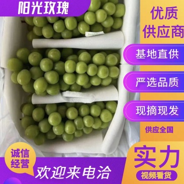 【精品】陕西省大荔县阳光玫瑰大量上市，可供应市场，电商